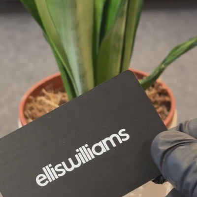 Ellis williams Business card